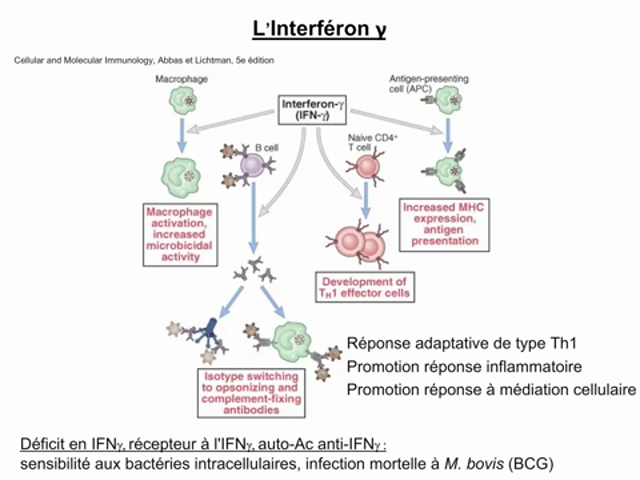 MediaPOD Cours Dfgsm2 Les Cytokines Partie 2 Par Jona