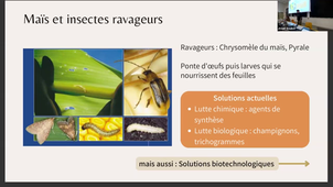 TUTORAT SDV4 2025 03 19