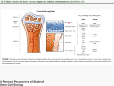 BoneStemCells_2023(1-2).mp4