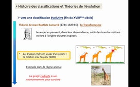 Bases de la classification phylogénétique du vivant.