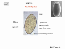 Parasitologie pharmacie TP2: helminthes