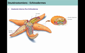 Classification des Métazoaires 4