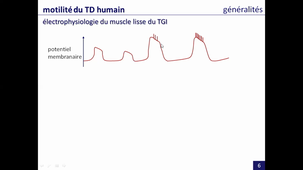 système digestif - motilité