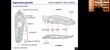 PASS-BCM-appareils digestifs 2