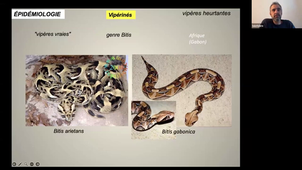 Animaux venimeux Pr Riviere .mp4