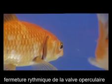 Ventilation chez les poissons téléostéens #2
