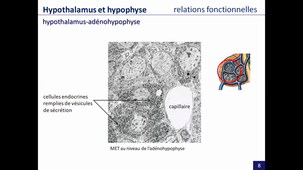 endocrinologie, partie 3