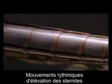 Ventilation du criquet