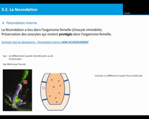 Appareils reproducteurs et Reproduction vidéo 2