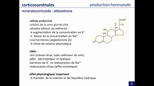 endocrinologie, partie 4