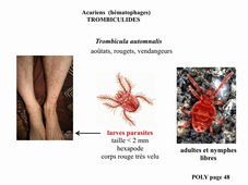 Capsule entomologie médicale TP3