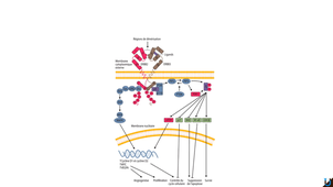 cancer sein traitement chakiba 2021