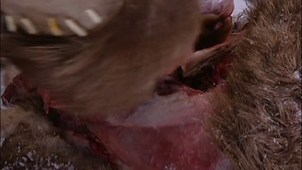 GRANDE FEUILLE DE LAURIER_VF.mp4