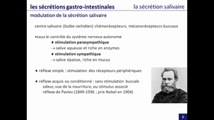 système digestif - sécrétion