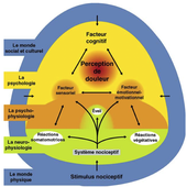 Capsule 35 - Système Nociceptif / Structure et Fonction