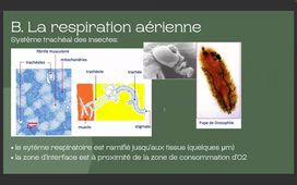 Enregistrement TUTORAT UE2 - 20230223