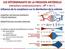 Physiologie système cardiovasculaire 1 P Dos Santos.mp4