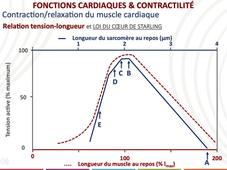 Physiologie système cardiovasculaire 2 P Dos Santos.mp4