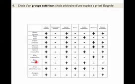 Contruction d'un cladogramme