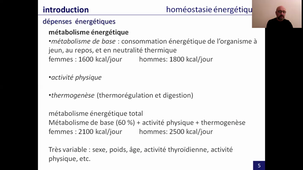 système digestif - organisation