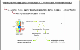 Enregistrement TUTORAT UE2 - 20230323