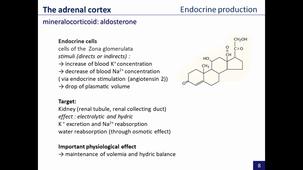 endocrinology, part 4