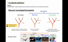 Construction d’arbres phylogéniques