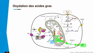Capsule 2_lic1 Staps_BioE_V-Arsac