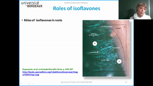 Isoflavones-Legumes-Health-2