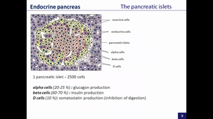 endocrinology, part 2