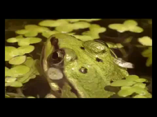 Ventilation chez la grenouille