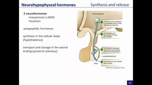 endocrinology, part 3