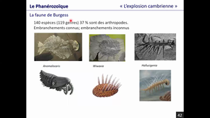 Histoire de la vie sur Terre, partie 2