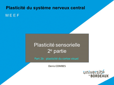 Plasticité sensorielle part 2b - complet