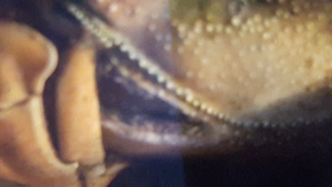 2020 TP RESPIRATION CRABE MESURE FREQUENCE SCAPHOCNATHITE