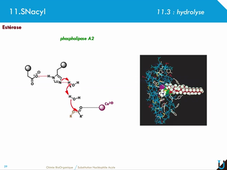 11_SNacyl : partie 2