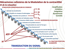 Physiologie système cardiovasculaire 3 P Dos Santos.mp4